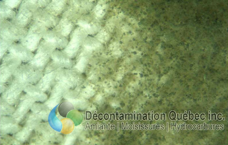 Décontamination Qc
