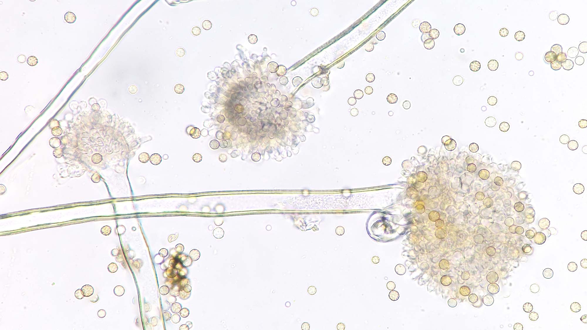 Exemple de moisiture